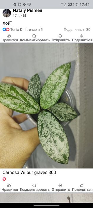 Хойя обовата суперспл,стардаст,bahoi,kalimantan,flores island gunung