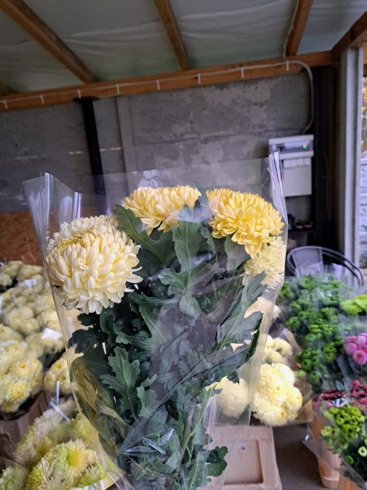 Chryzantemy cięte cremist