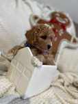 Bichpoo/Poochon/PudelToy/BichonFrise