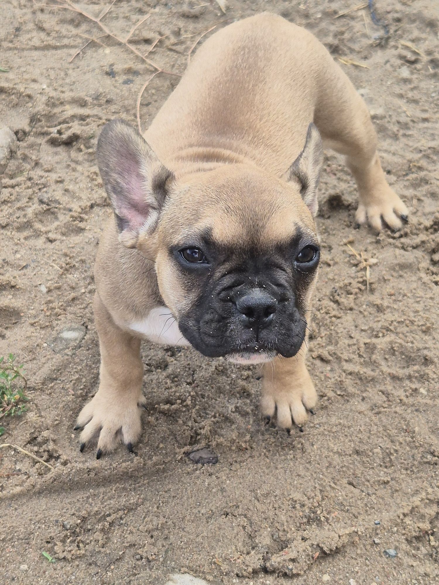 Szeniaki buldog francuski