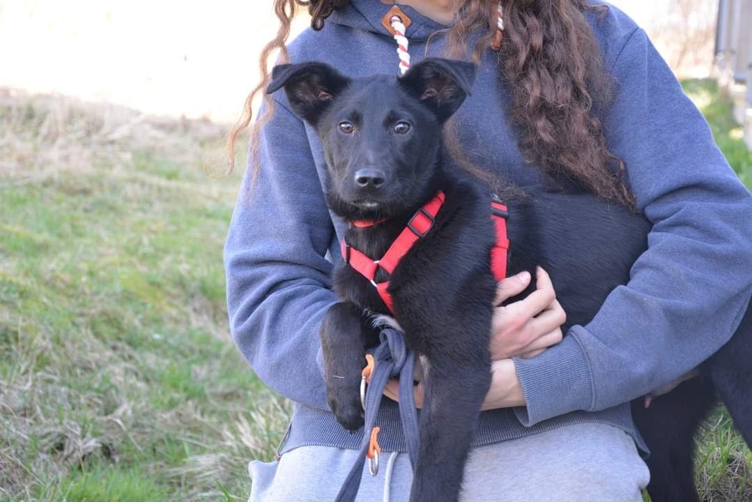 Młody piesek w typie labradora szuka domu - szczeniak do adopcji