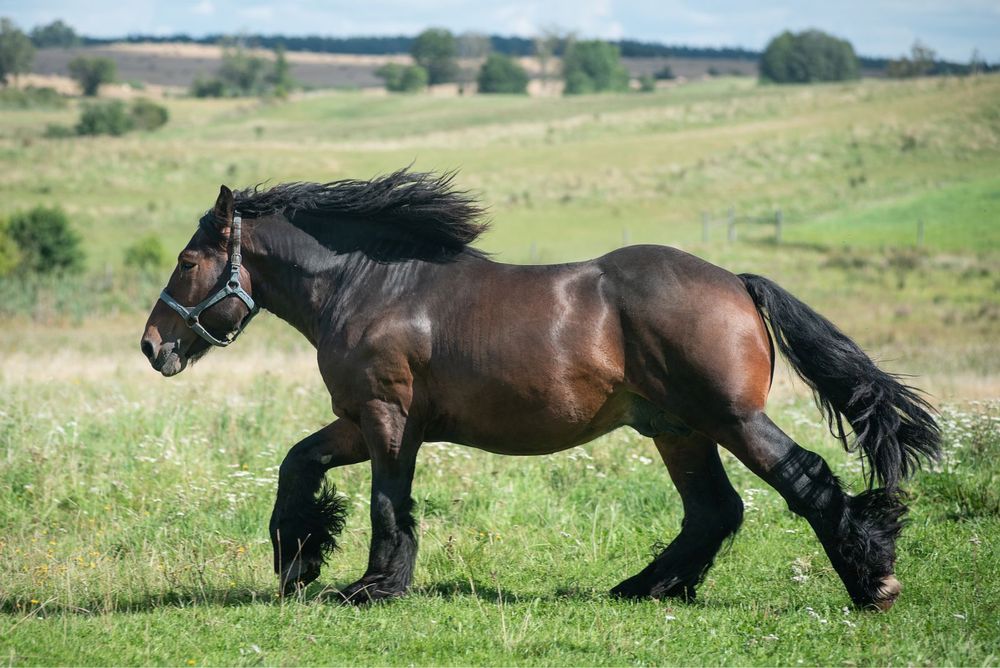 Sprzedam ogiera zimnokrwistego