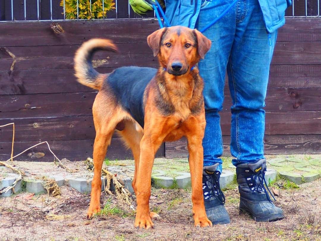 WACEK cudowny ładowny psiak kochający ludzi BŁAGA o wspaniały domek