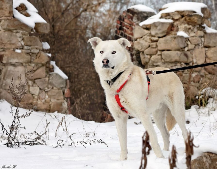 Młody, piękny nieco skryty kundelek.Śnieżnobiała sierść i cudowne oczy