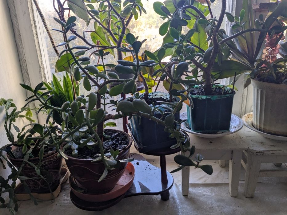 Квіти самовивіз БЕЗКОШТОВНО