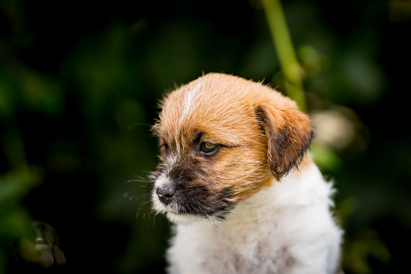 Jack Russell Terrier Związek Kynologiczny w Polsce