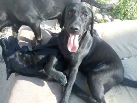 Labrador Retriever
