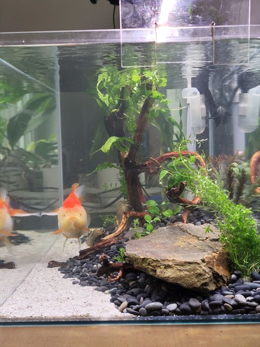 Zestaw akwarium 54L filtr kubełkowy FLUVAL