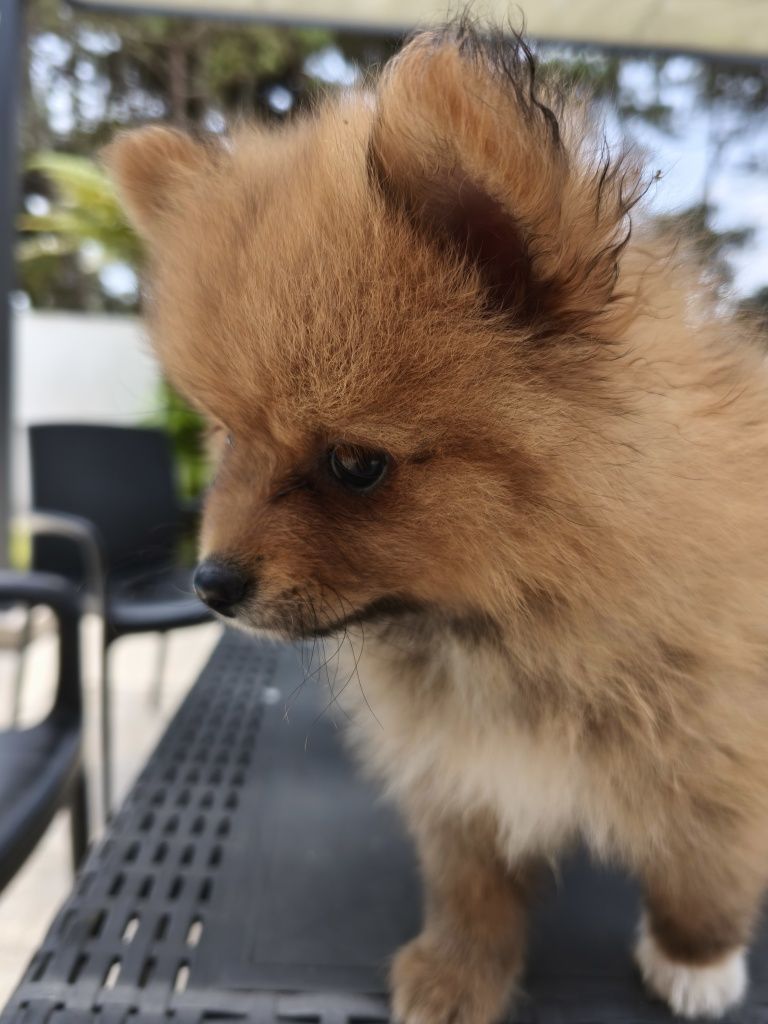 Lulu da Pomerânia/ Spitz