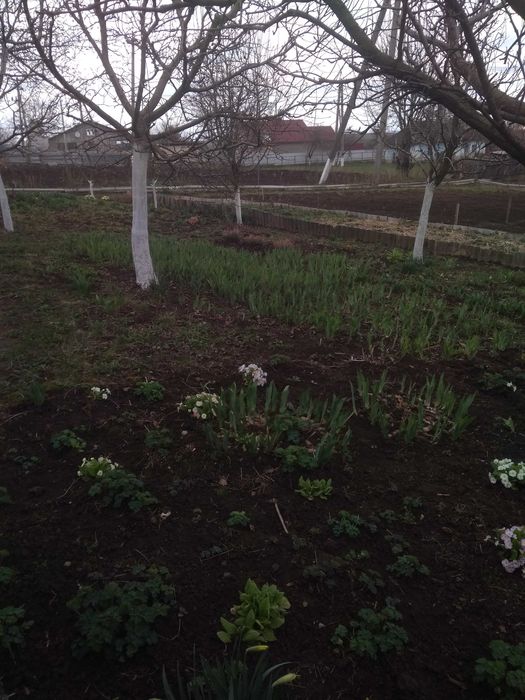 Два невеликих будинки  під дачу