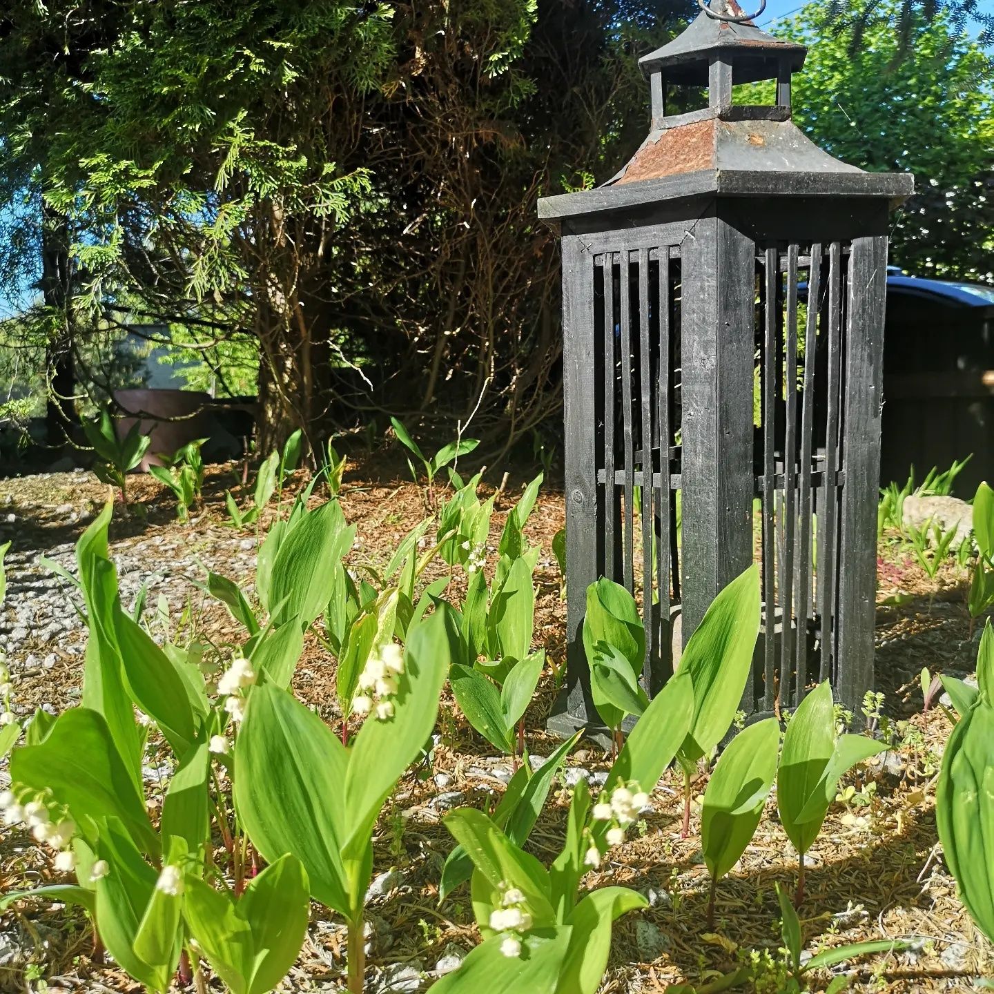 Juka ogrodowa duza sadzonka sprzedam konwalie łubin bergenia