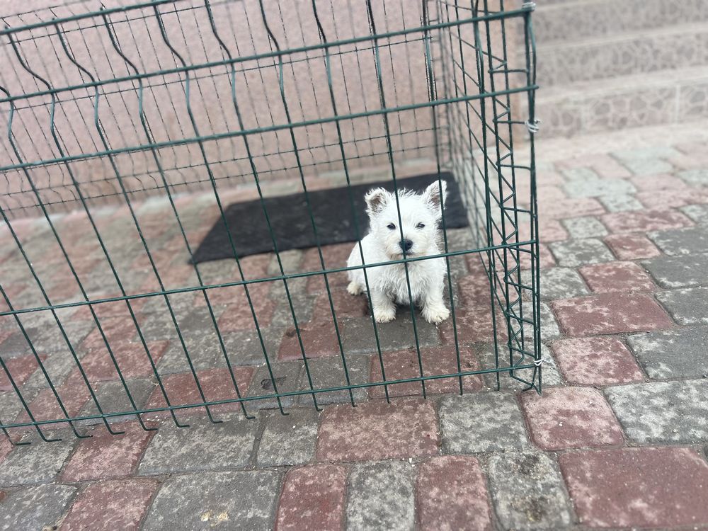 Вести найкращі друзі