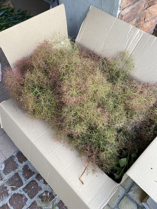 Скумпия ( котинус) для флористов.