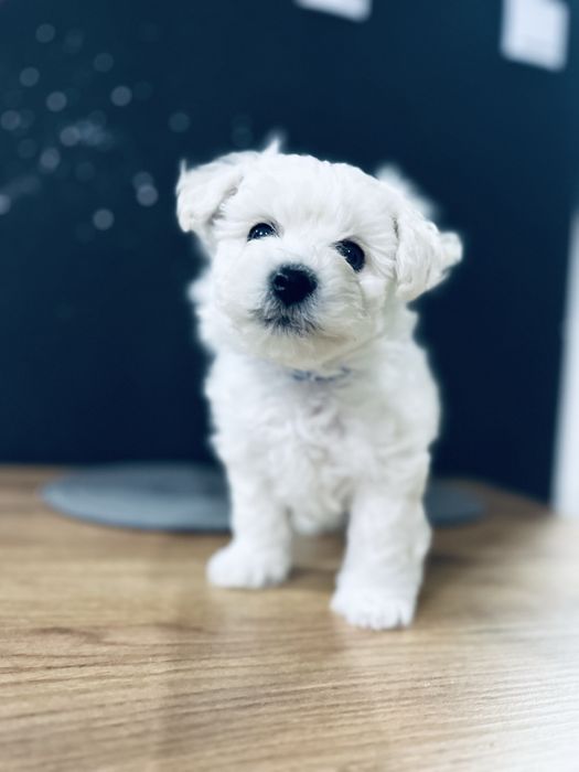 Bichon Frise szczenięta FCI – rezerwacje otwarte