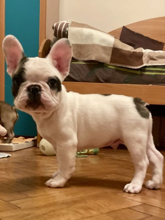 Цуценята французького бульдога!