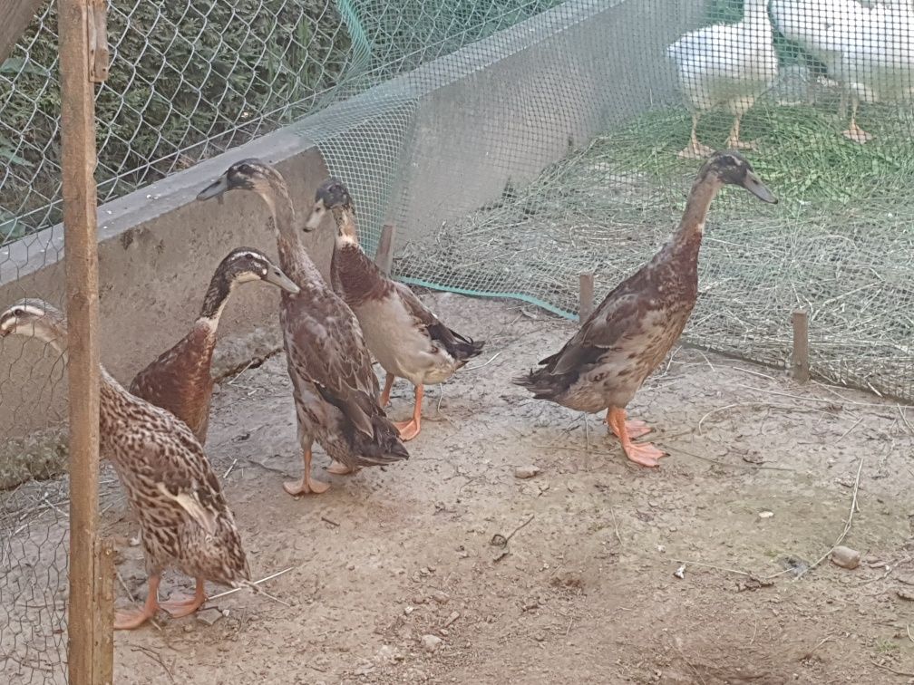Kaczki Biegus biegusy