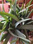 Aloes aloesy aloes