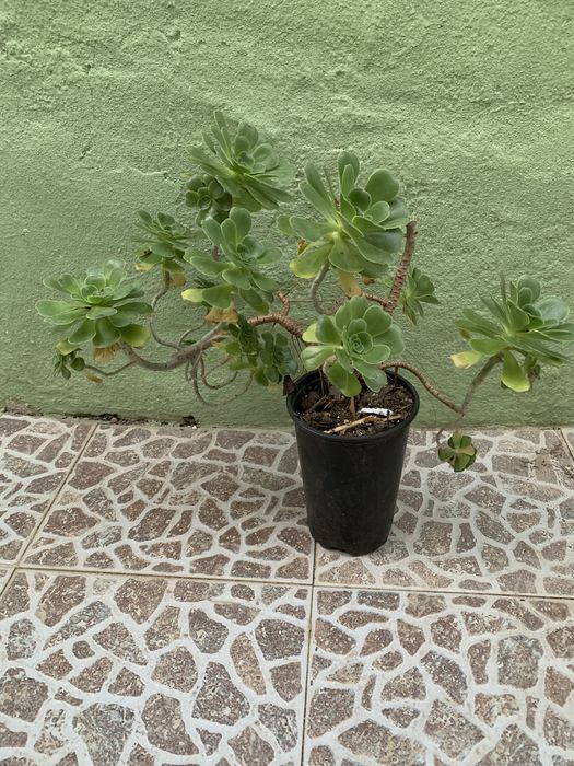 Vendo esta enome sucolenta com o vaso grande