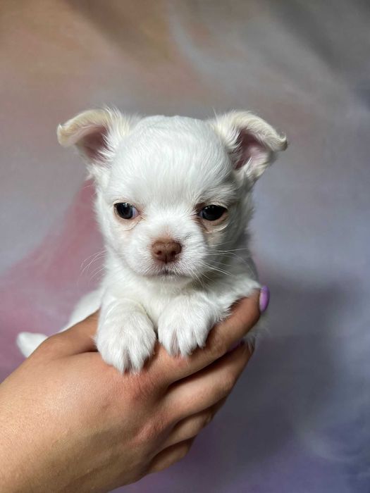 Chilli biała suczka długowłosa Chihuahua szczeniak