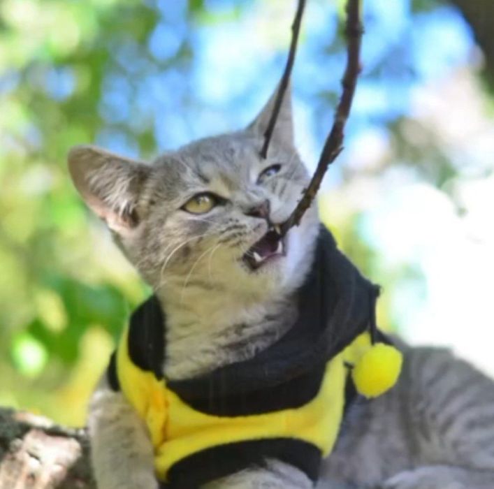 Кошенята породи манчкін, з коротенькими лапками