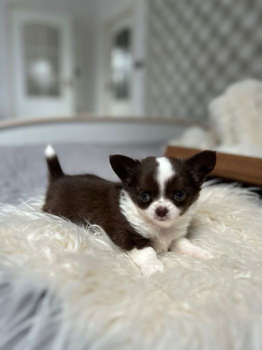 Piękna suczka Chihuahua