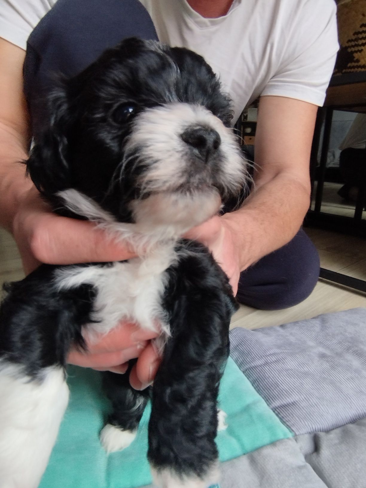 Piękny hawańczyk (kuzyn shih tzu, maltańczyka)