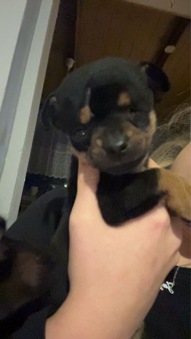 Oddam pieski rasy pinczer