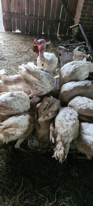 Indyki duże ekologiczne