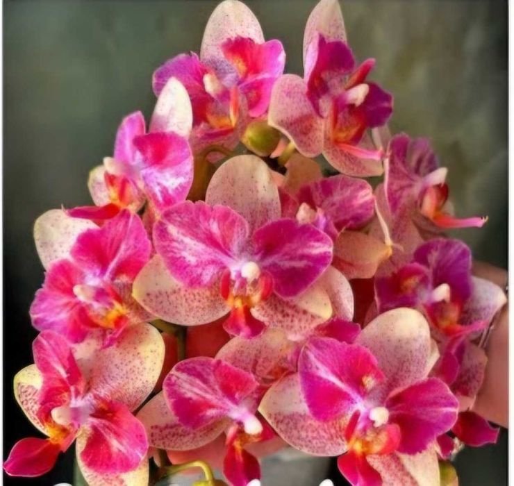 Орхідея Калейдоскоп.  Phal. Chi-Yueh Kaleidescope метелик