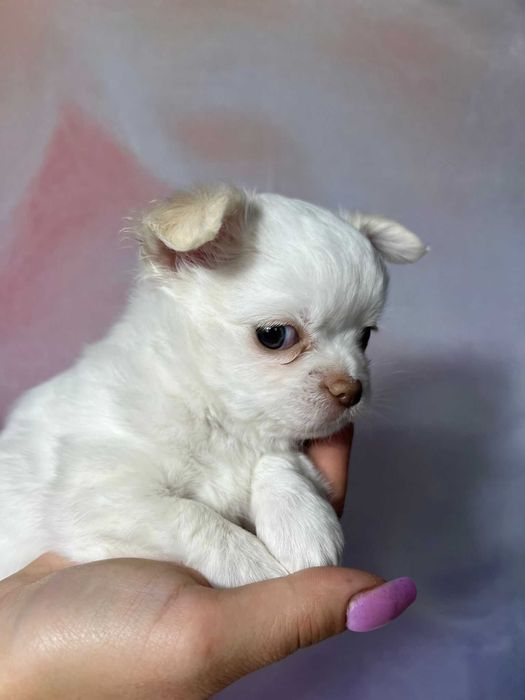 Chilli biała suczka długowłosa Chihuahua szczeniak