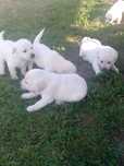 Labrador retriever biszkopty