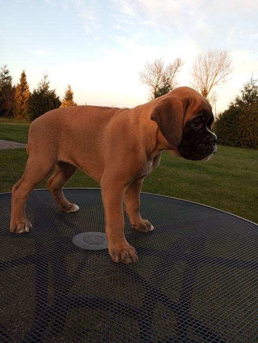Suczka bokser szczeniak gotowy do odbioru