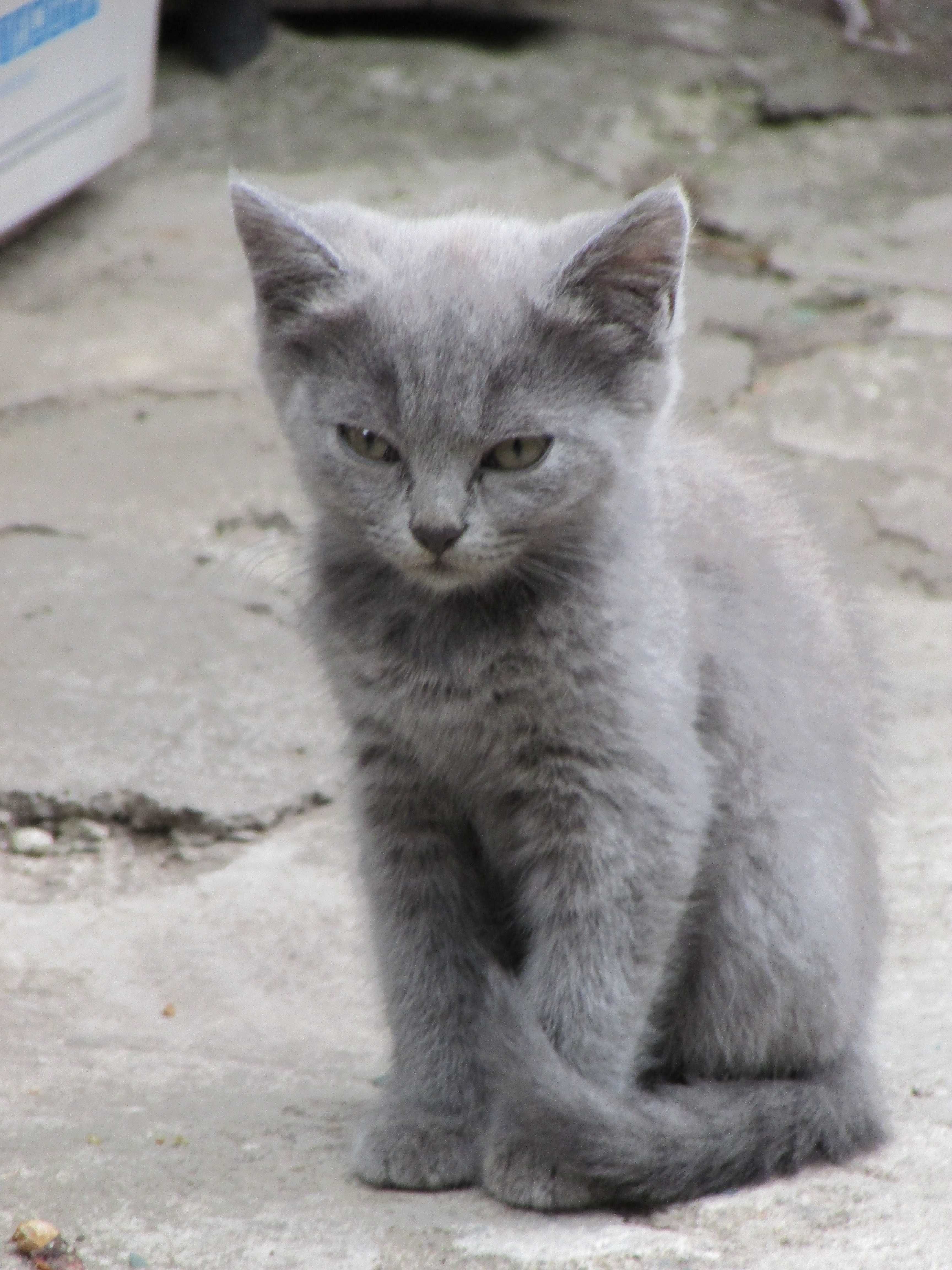 кошенята в добрі руки