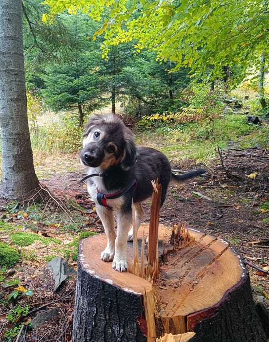 SZEPT 6 mies. pies idealny pod każdym względem. Akceptuje koty