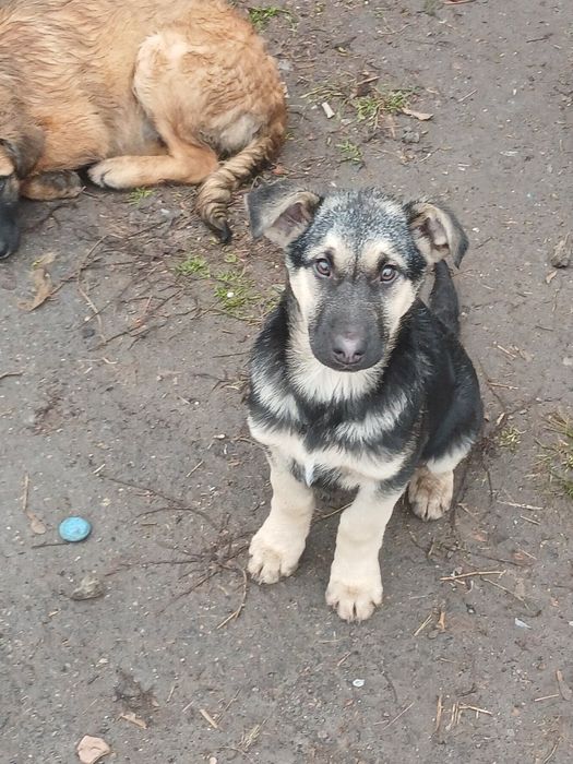 Щенки ищут хозяина