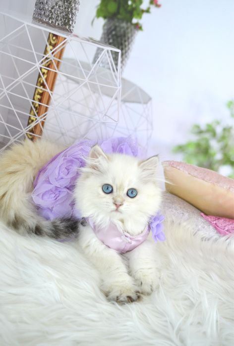 Британские котята золотая шиншилла/поинт/золотые