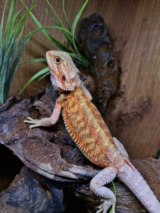 Agama brodata Młode Gadzilandia Agamy Brodate Pogona vitticeps