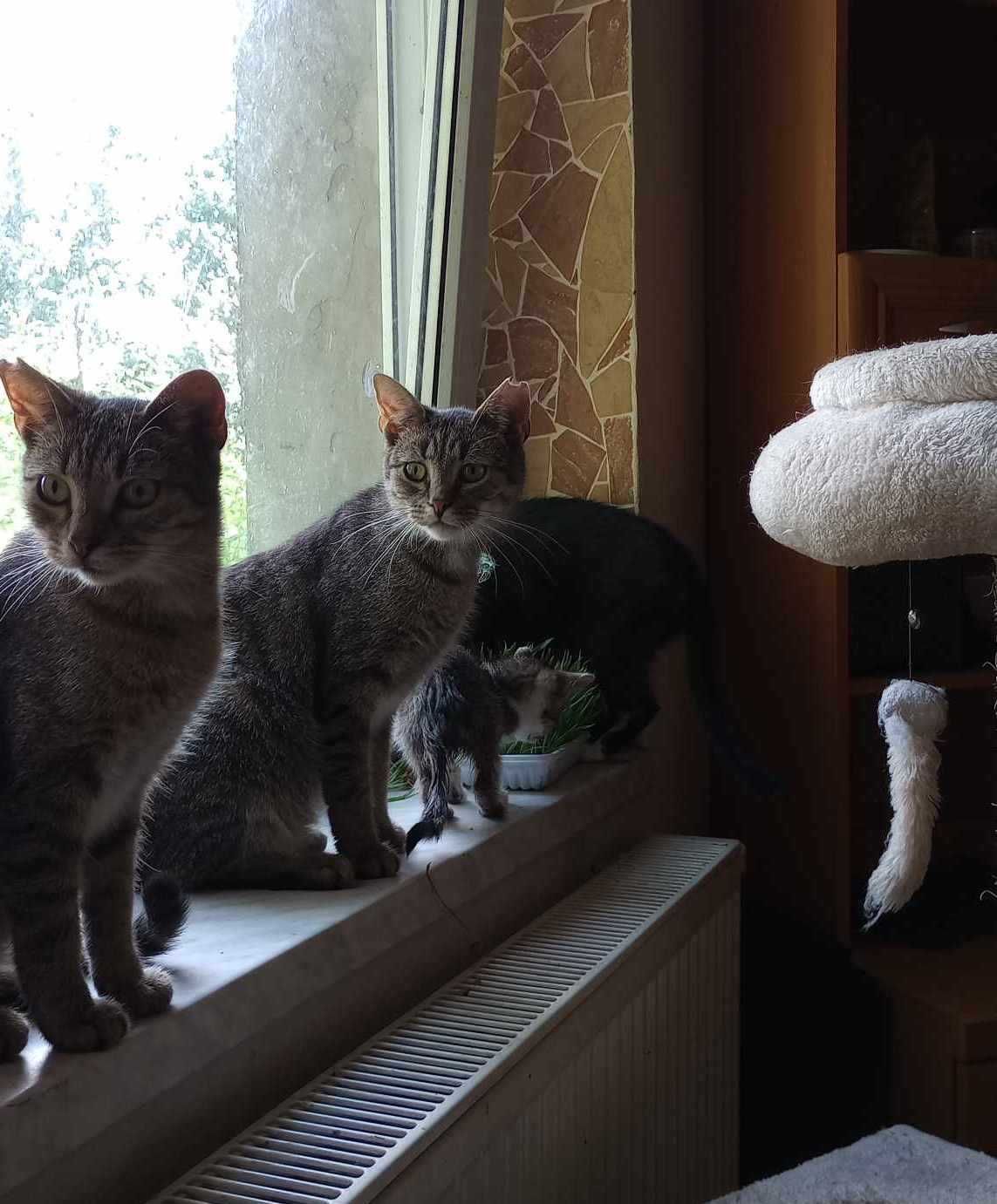 Lulu i Bubu bracia kot do adopcji