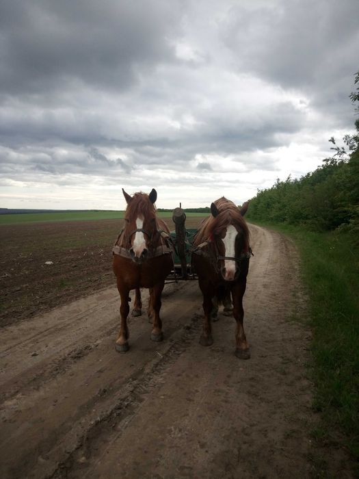 Продається пара коней.                                         .