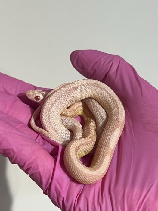 Wąż zbożowy węże zbożowe możliwe całe wyposażenie