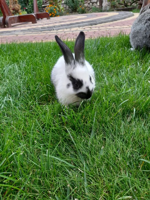 Продаються кролики породи шиншила,полтавське срібло.строкачі