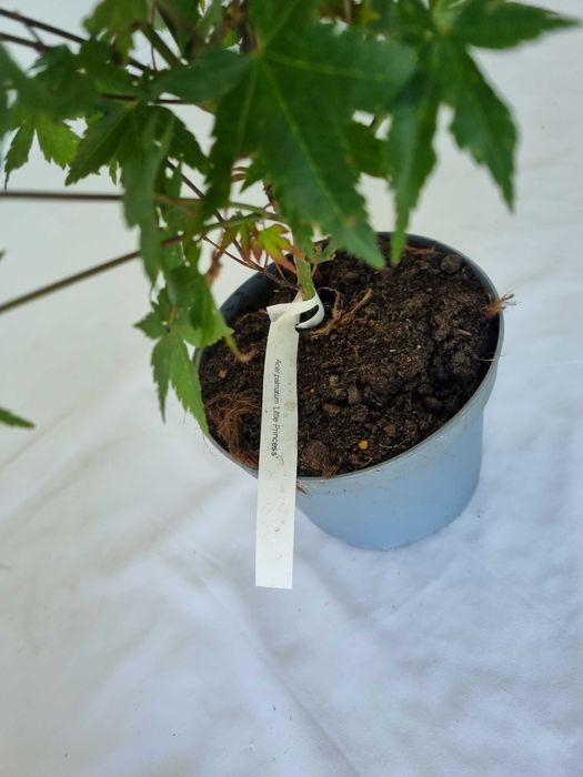 Bonsai Klon Palmowy Acer palmatum 'Little Princess' 50 cm Doniczka 2L