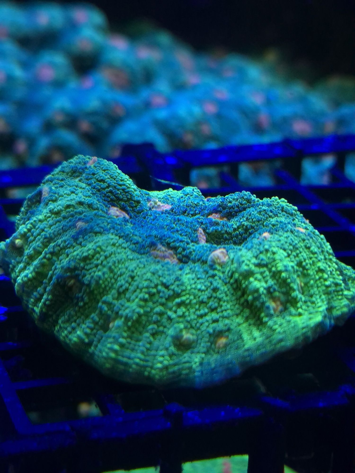 Echinophyllia chalice space invader akwarium morskie