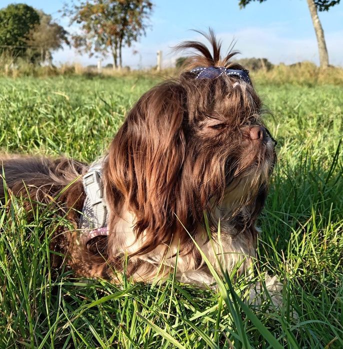 Suczka shih-tzu czekoladowo biała