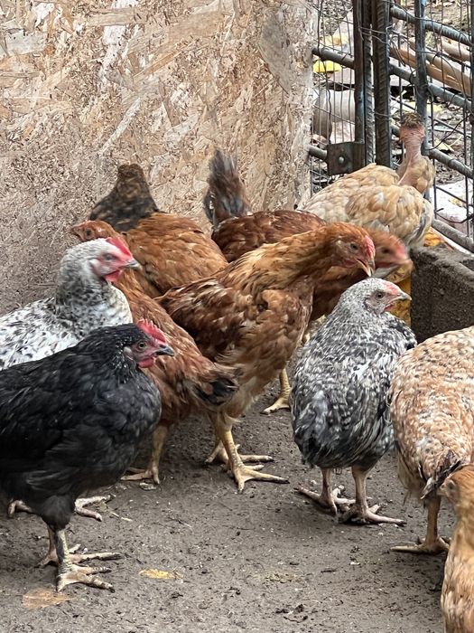 Продаж курей, бройлерів, перепілок