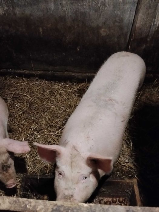 Продам свиней живою вагою