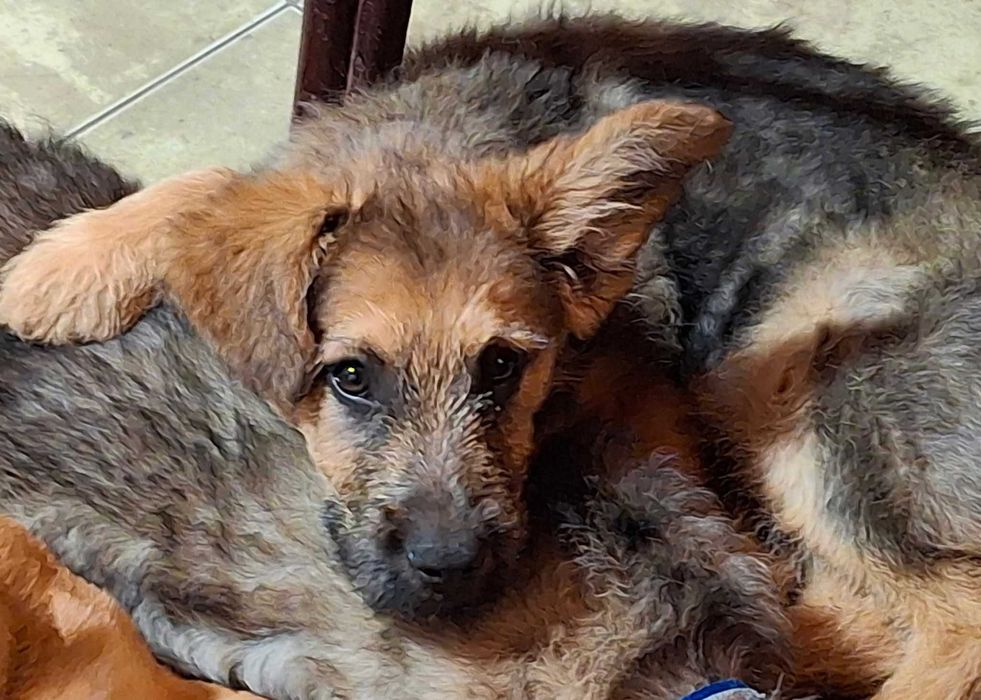 Szczeniak Gufi szuka domu