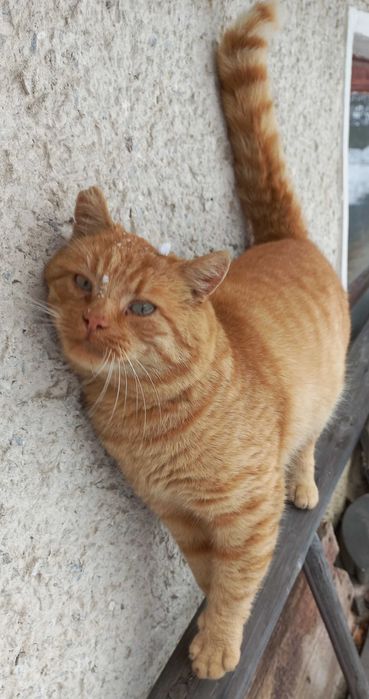 Рудий котик шукає дім