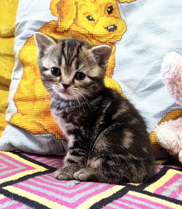 Шотландська дівчинка.  Плюшевые котята.  Кошенята