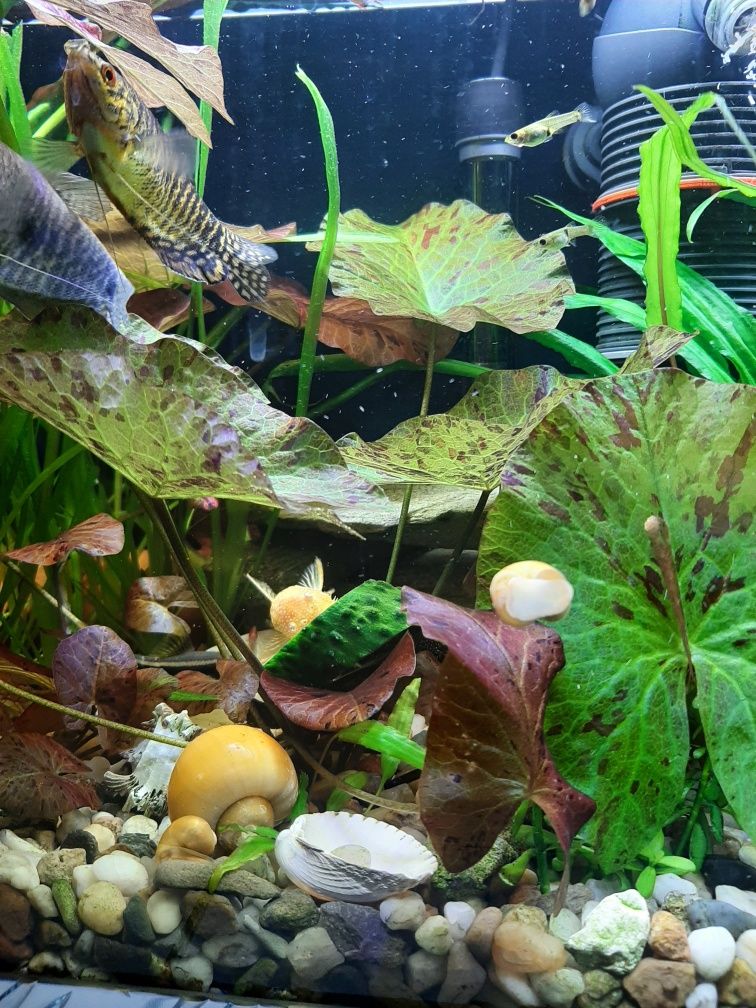 Ludwigia, Limnophila, Kryptokoryna,